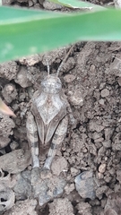 Oedipoda germanica