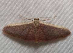 Idaea costaria