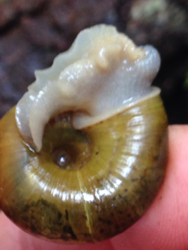 Robust Lancetooth Snail