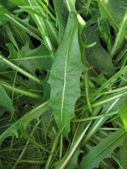 Scorzoneroides autumnalis