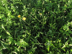 Scorzoneroides autumnalis