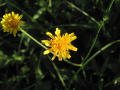 Scorzoneroides autumnalis