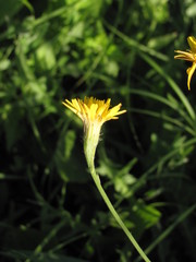 Scorzoneroides autumnalis