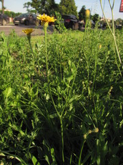 Scorzoneroides autumnalis