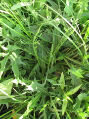 Scorzoneroides autumnalis