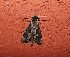 Erinnyis oenotrus