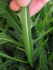 Scorzoneroides autumnalis