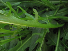 Scorzoneroides autumnalis