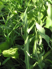 Scorzoneroides autumnalis