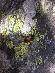 Phyllopertha horticola