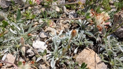 Anthyllis vulneraria boissieri