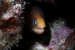 Gymnothorax melatremus