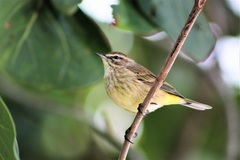 Setophaga palmarum