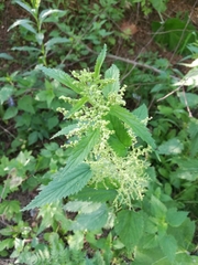 Urtica dioica