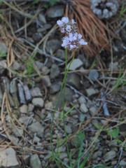 Armeria denticulata
