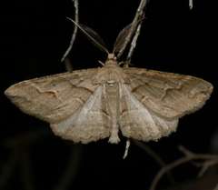 Syneora fractata