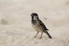 Passer domesticus