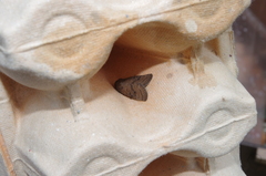 Hoplodrina octogenaria