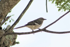 Mimus polyglottos