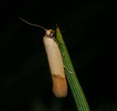 Tachystola stenoptera