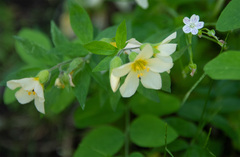 Polemonium carneum