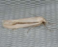 Philobota physaula