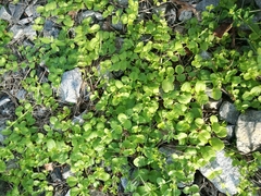 Lysimachia nummularia