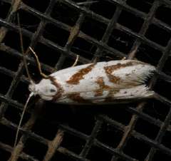 Oxythecta acceptella