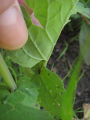 Brassica rapa campestris
