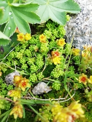 Sedum alpestre