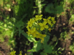 Brassica rapa campestris
