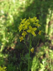 Brassica rapa campestris