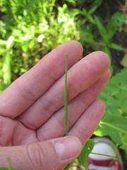 Brassica rapa campestris