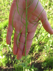 Brassica rapa campestris