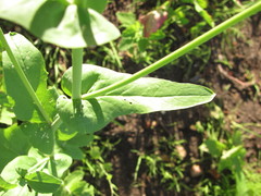 Brassica rapa campestris