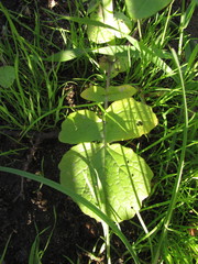 Brassica rapa campestris