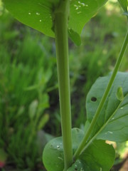 Brassica rapa campestris