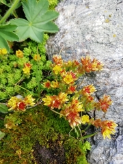 Sedum alpestre