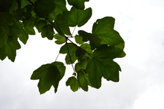 Acer opalus obtusatum