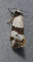 Zonopetala synarthra