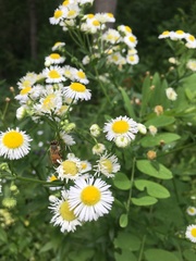 Apis mellifera