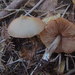 Entoloma pseudostrictium - Photo (c) lostcoastmike, some rights reserved (CC BY-NC), uploaded by lostcoastmike