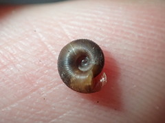 Discus whitneyi