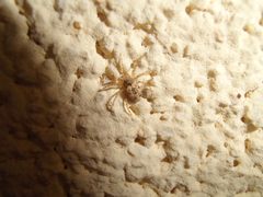 Oecobius maculatus