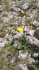 Leontodon biscutellifolius