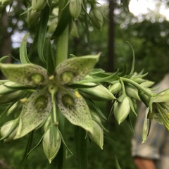 Frasera caroliniensis