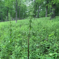 Frasera caroliniensis