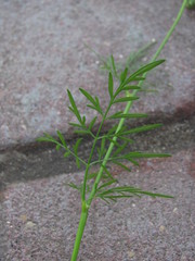 Chaerophyllum prescottii