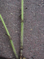 Chaerophyllum prescottii