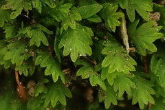 Fissidens osmundioides